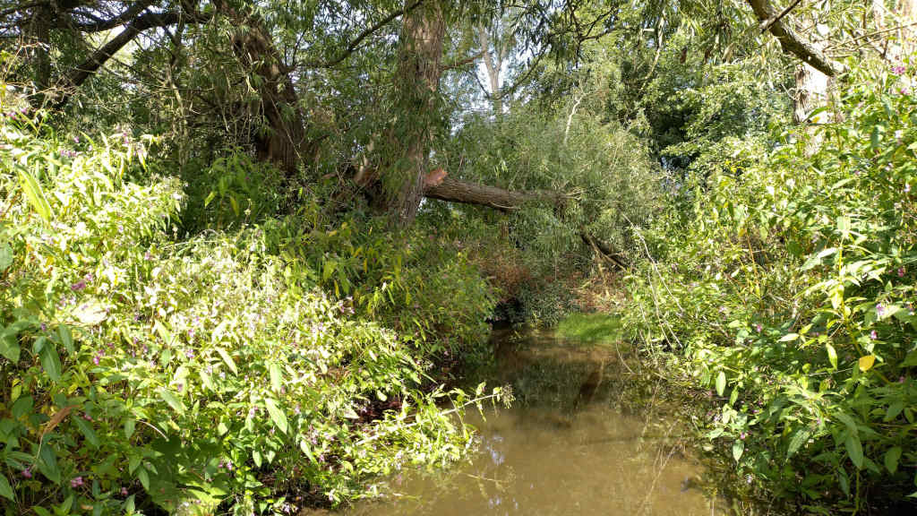 Photo of the fallen willow tree